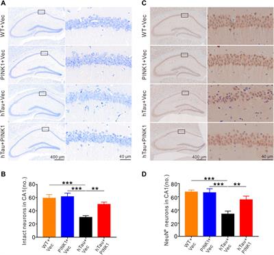 PINK1 Alleviates Cognitive Impairments via Attenuating Pathological Tau Aggregation in a Mouse Model of Tauopathy